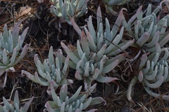 Dudleya virens hassei