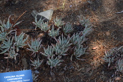 Dudleya virens hassei