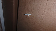 Hellinsia homodactylus