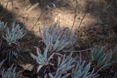 Dudleya virens hassei
