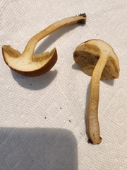 Austroboletus gracilis