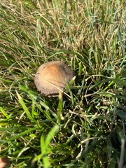 Panaeolus cinctulus