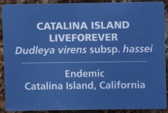 Dudleya virens hassei