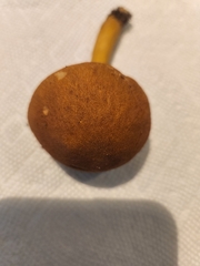 Austroboletus gracilis