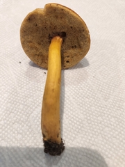 Austroboletus gracilis