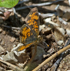 Phyciodes pallida