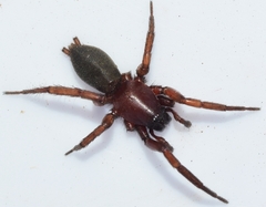 Civizelotes ibericus