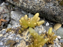 Halosaccion glandiforme