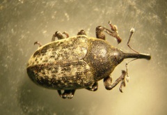 Phyllonomeus