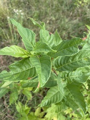 Cephalanthus