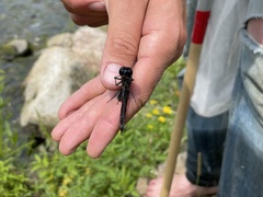 Pachydiplax longipennis