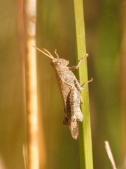 Abracris dilecta