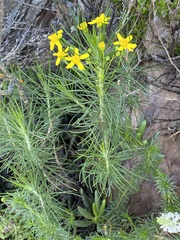 Euryops rehmannii