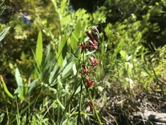 Anticlea occidentalis