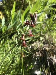 Anticlea occidentalis