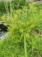 Cyperus hermaphroditus