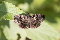 Gorgythion begga begga