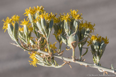 Tetradymia tetrameres
