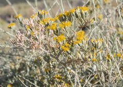 Tetradymia tetrameres