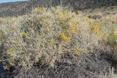 Tetradymia tetrameres