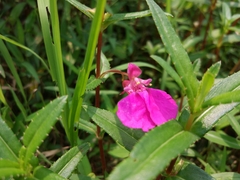 Impatiens chinensis