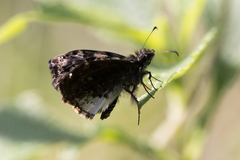 Gorgythion begga begga