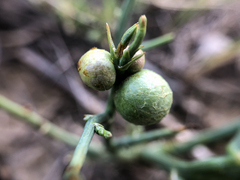 Antistrophus pisum