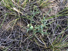 Antistrophus pisum