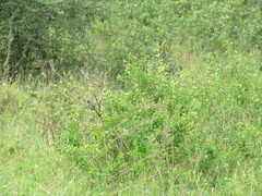 Melaniparus fringillinus