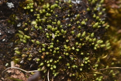 Conostomum tetragonum