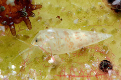 Melanella