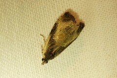 Olethreutes punctanum