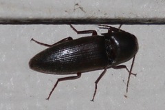 Diplostethus texanus