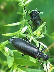 Epicauta subglabra