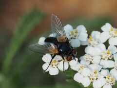 Leucostomatini