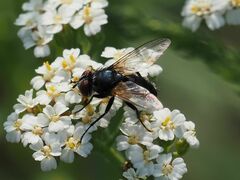 Leucostomatini