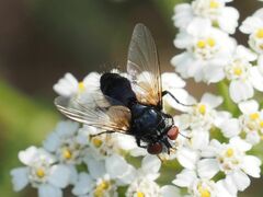 Leucostomatini