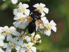 Leucostomatini