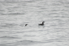 Synthliboramphus craveri