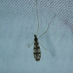 Limnophila fuscovaria