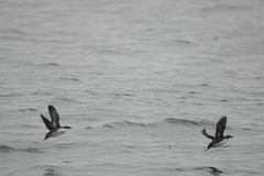 Synthliboramphus craveri