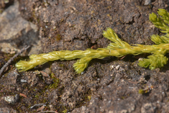 Diphasiastrum alpinum