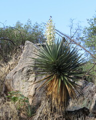 Yucca madrensis