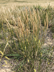 Psathyrostachys juncea