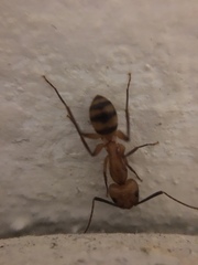 Camponotus zonatus