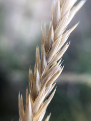 Psathyrostachys juncea