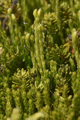 Diphasiastrum alpinum