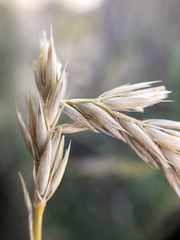 Psathyrostachys juncea