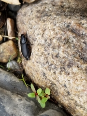 Anisodactylus harrisii