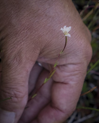 Epilobium oregonense